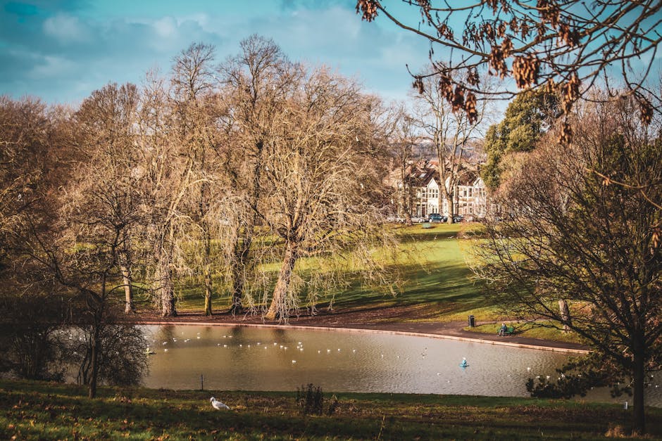 A scenic view of Victoria Park in Bethnal Green during daytime shows a small pond with several seagulls and ducks floating on the water, surrounded by leafless trees and green grassy areas. In the background, row houses with white facades and dark roofs are partially visible behind the trees. The sky is partly cloudy with patches of blue, creating a natural and calm outdoor setting. This image is relevant to house removals in Bethnal Green, where a smooth packing and moving process may take place across the park and residential areas, aligning with services offered by Man and Van Bethnal Green for home relocation and furniture transport.
